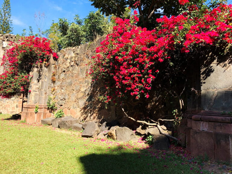 Flowers take over the church in Mascota