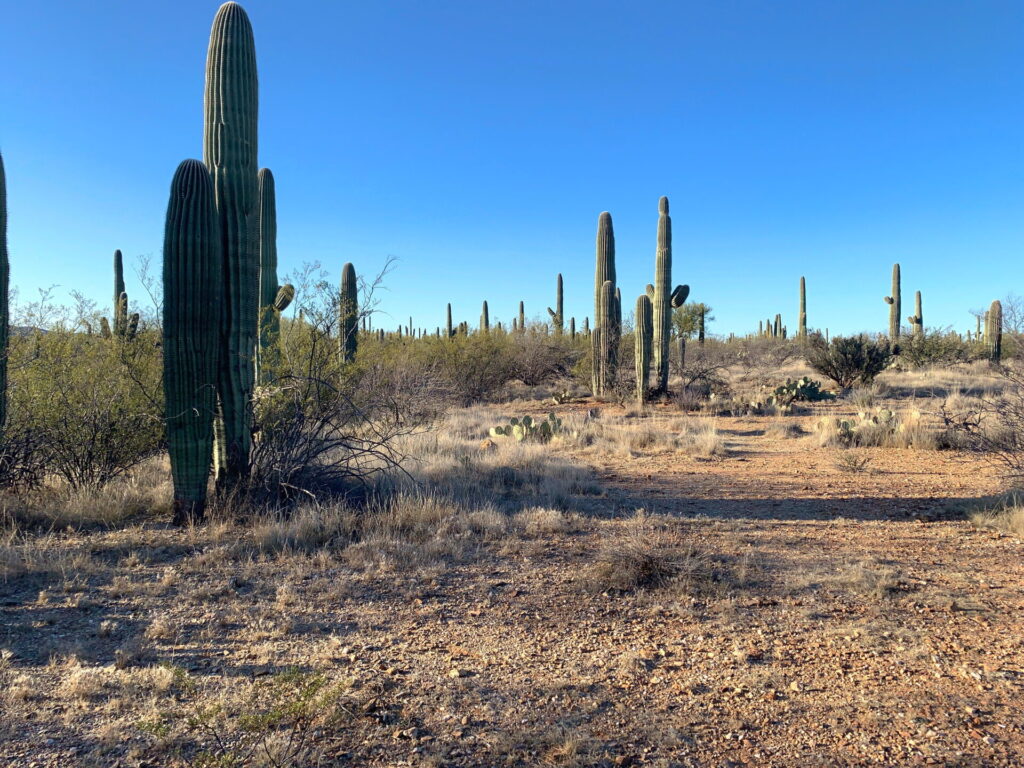 Mica View/Cactus Trail