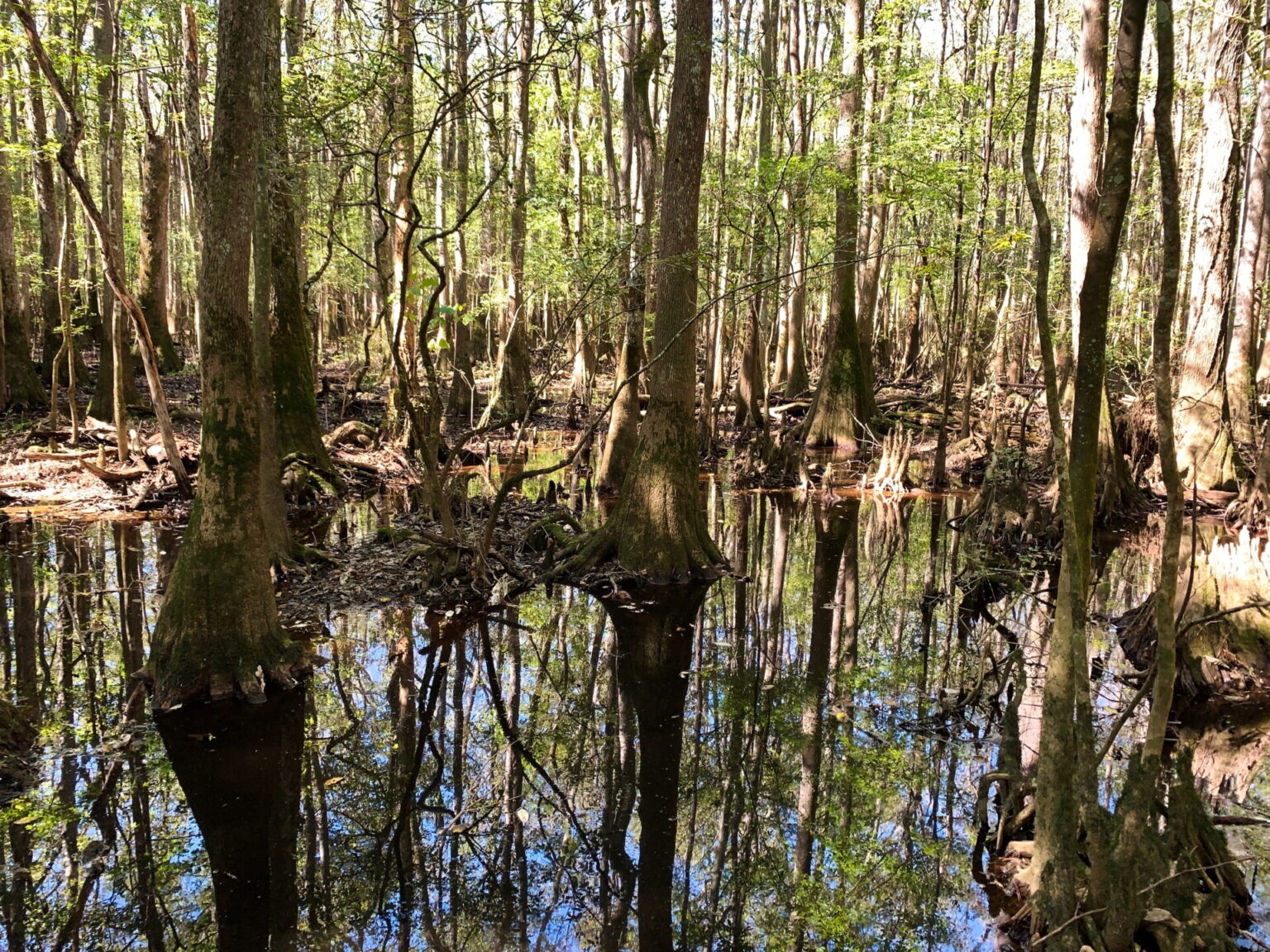 The Best Things to Do at Congaree National Park - Atlas Obsession