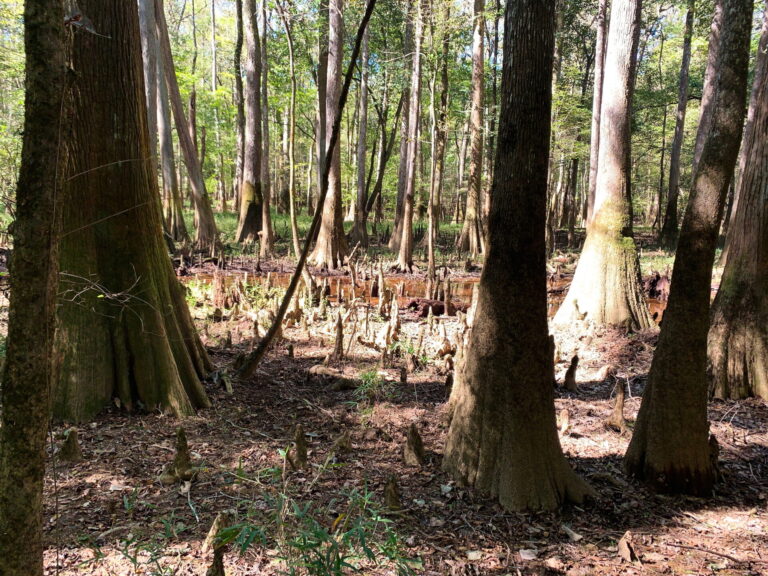 Congaree National Park