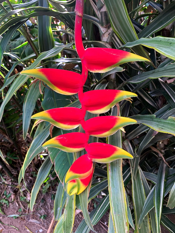 Flower in Costa Rica