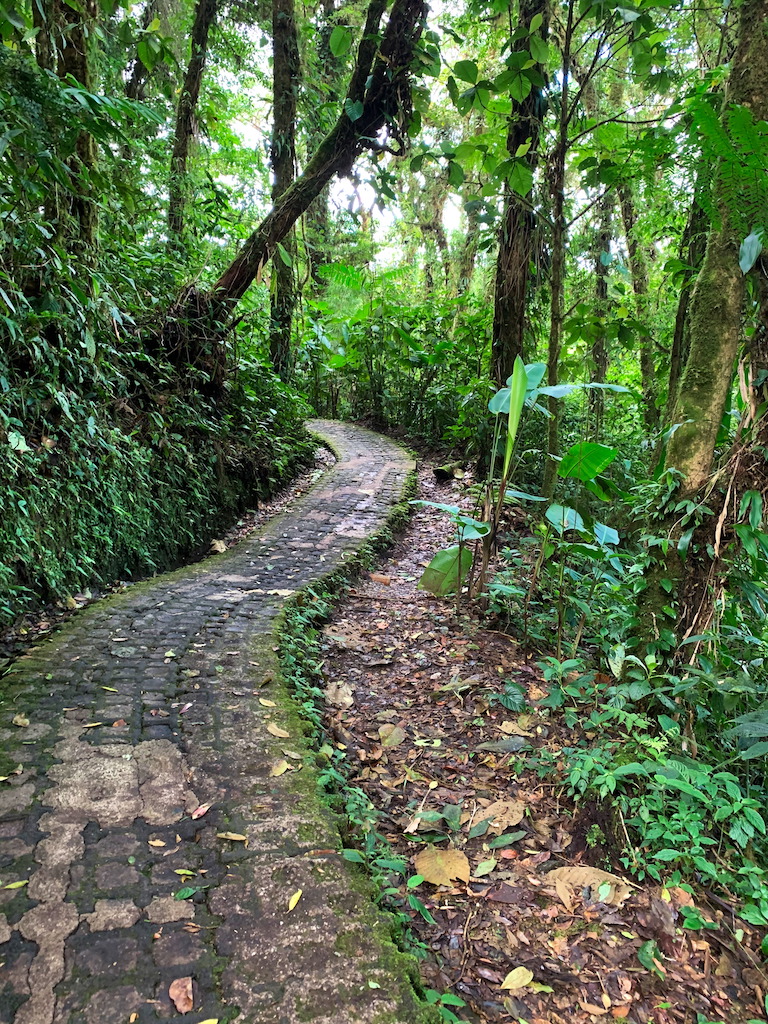 Walking Path in Costa Rica