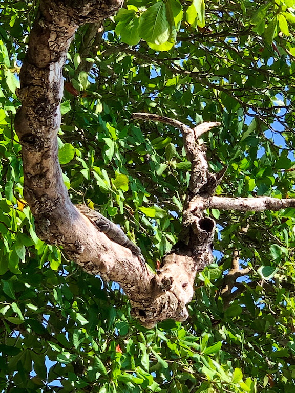 A lizard in a tree