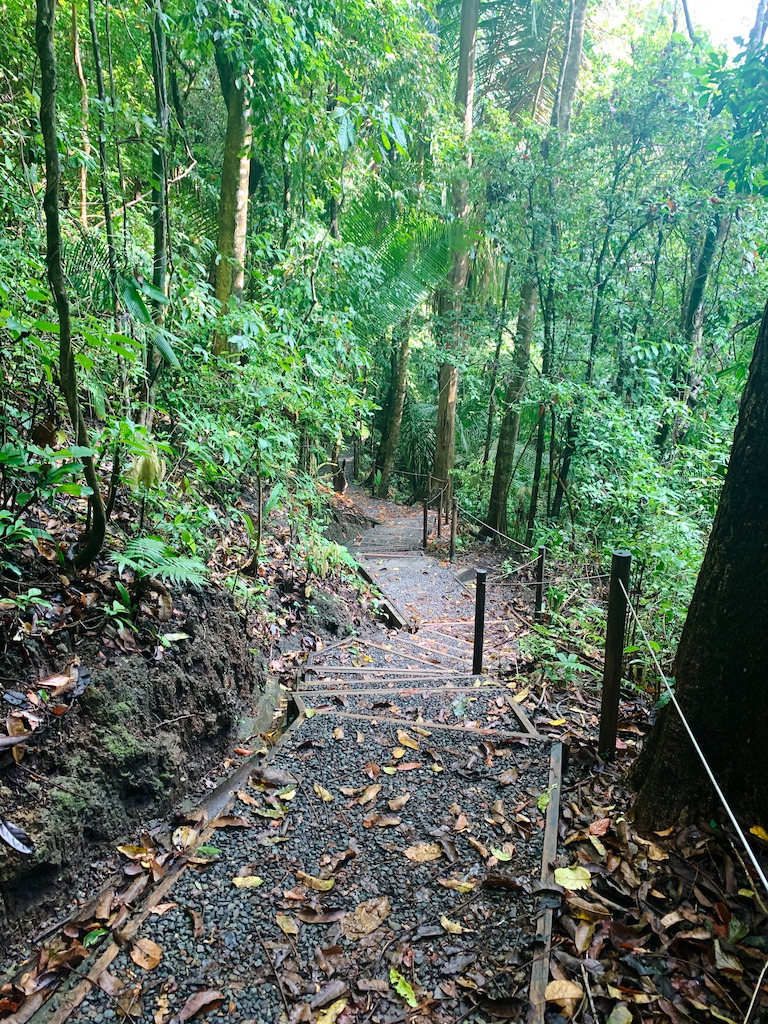 A hiking trail at Manuel Antonio National Park