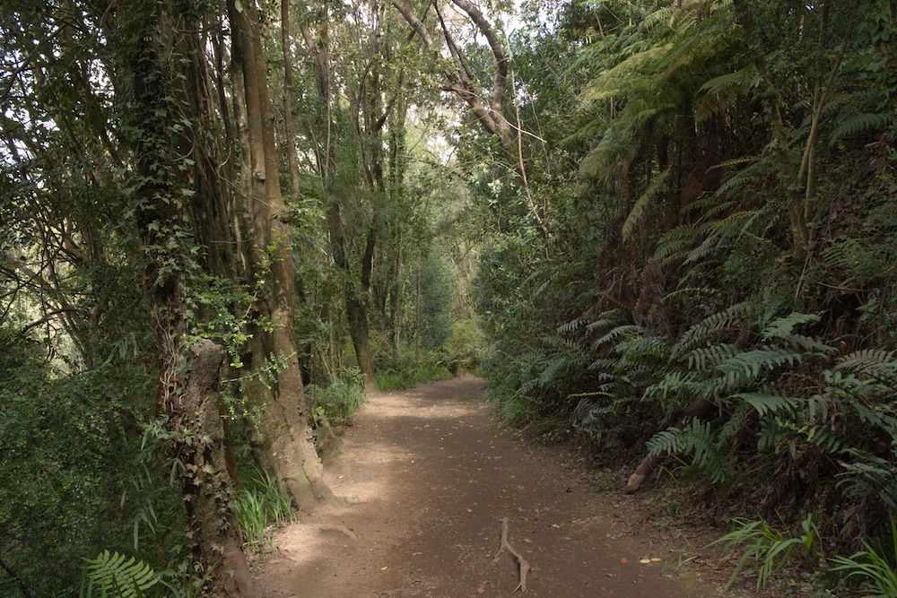 A trail at Parque Philippi