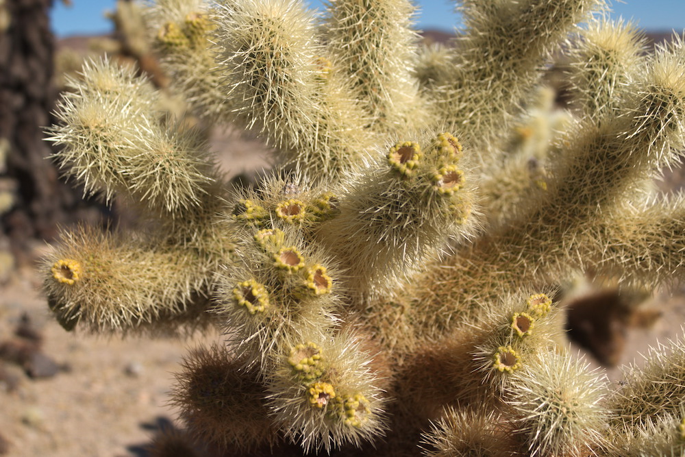 Cholla Cactus at Joshua Tree National Park