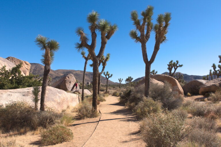 Cap Rock Nature Trail at Joshua Tree National Park