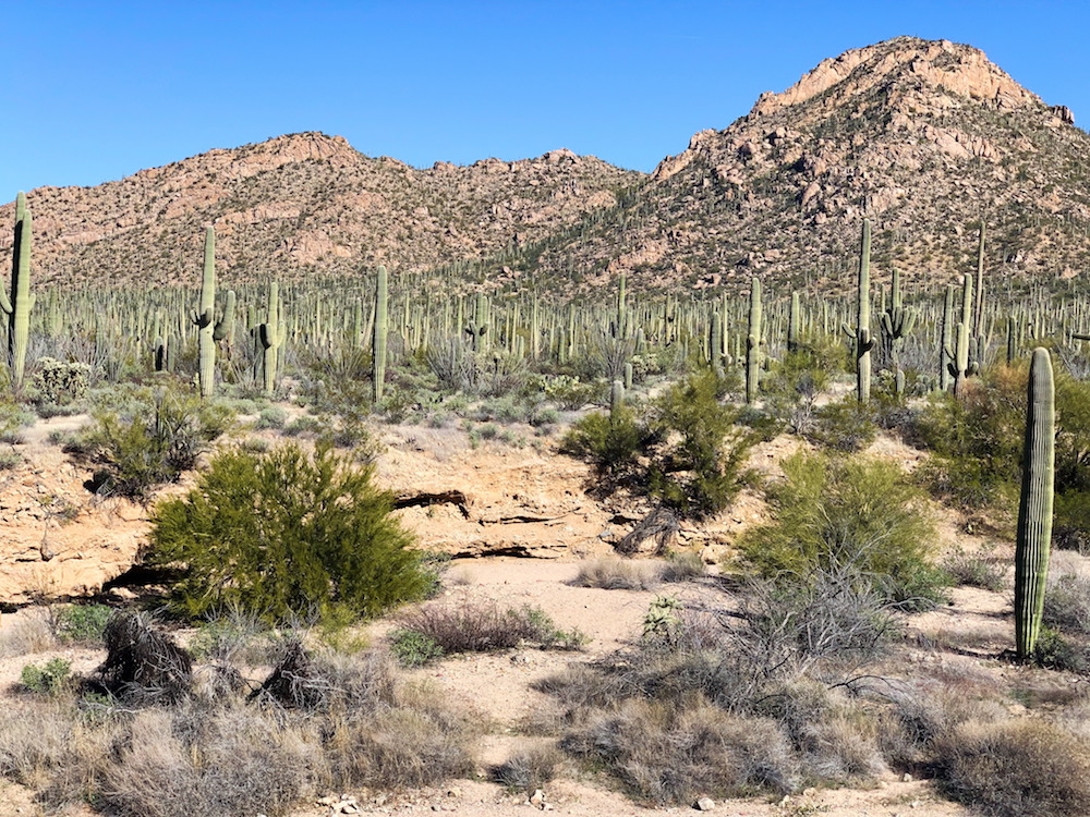 Javelina Wash Trail at Saguaro West