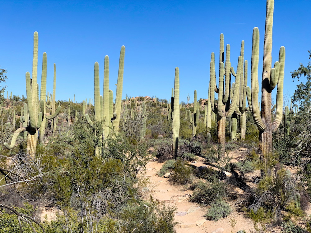 Valley View Overlook Trail at Saguaro West