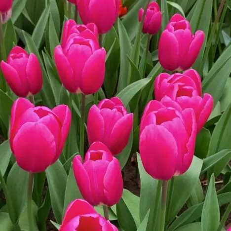 5 Interesting Things To Do in Leiden, Netherlands