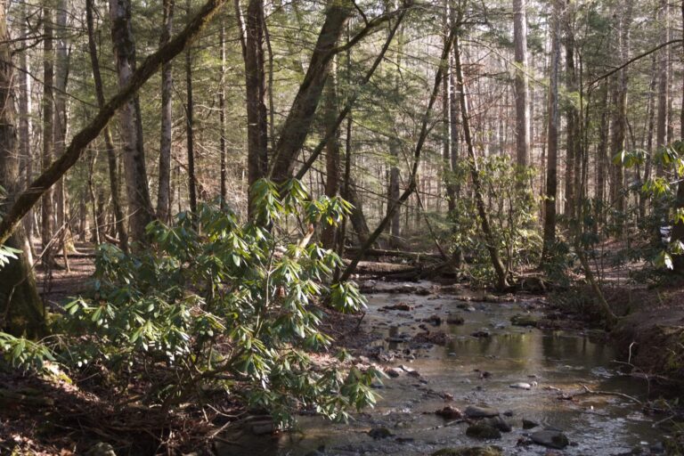 On the trail near Cataract Falls at Great Smoky Mountains National Park