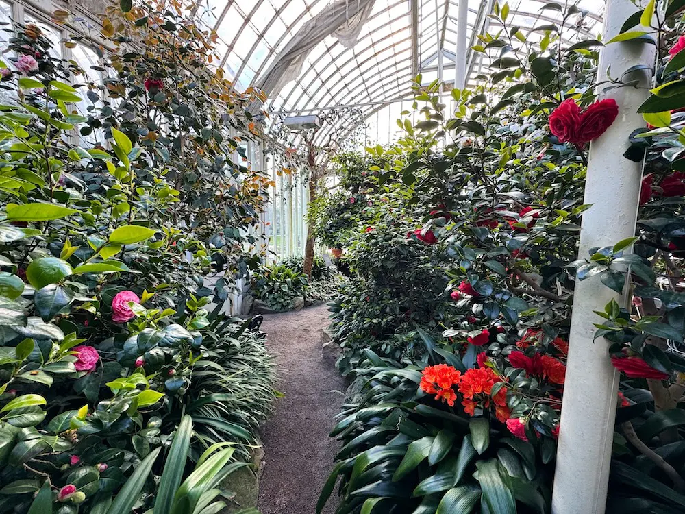 Inside the Palm House in Gothenburg