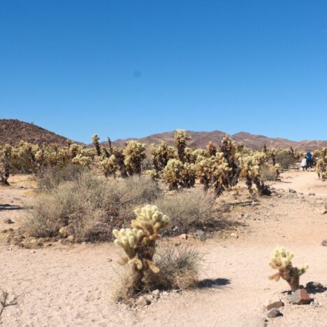 1-2 Day Joshua Tree National Park Itinerary