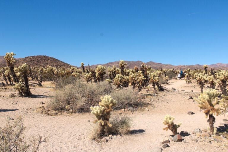 Chollo Cactus Garden at Joshua Tree National Park