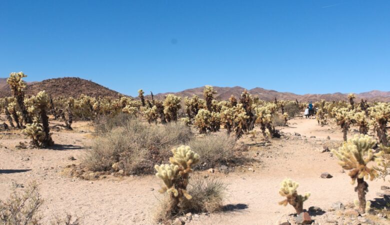 Chollo Cactus Garden at Joshua Tree National Park