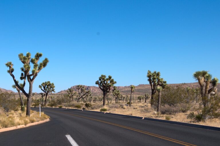 Joshua Trees lining the road at Joshua Tree National Park