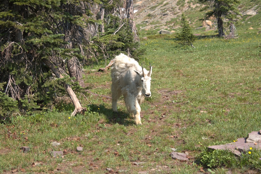 Mountain goat at Glacier National Park