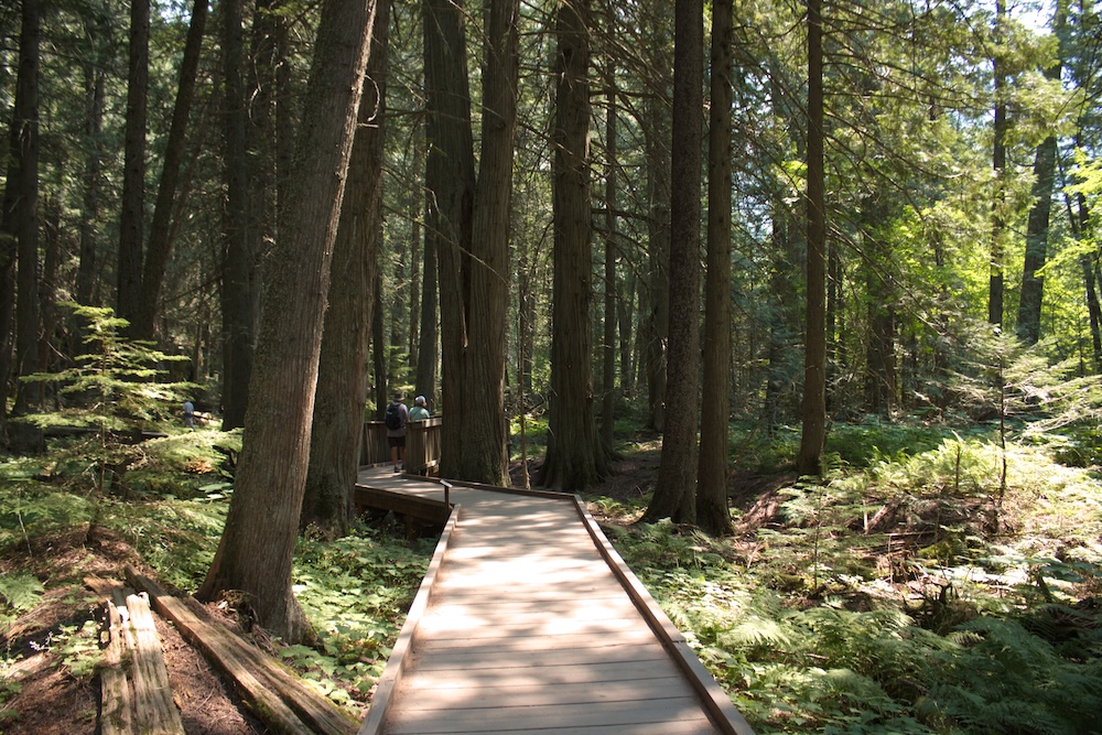 Trail of the Cedars