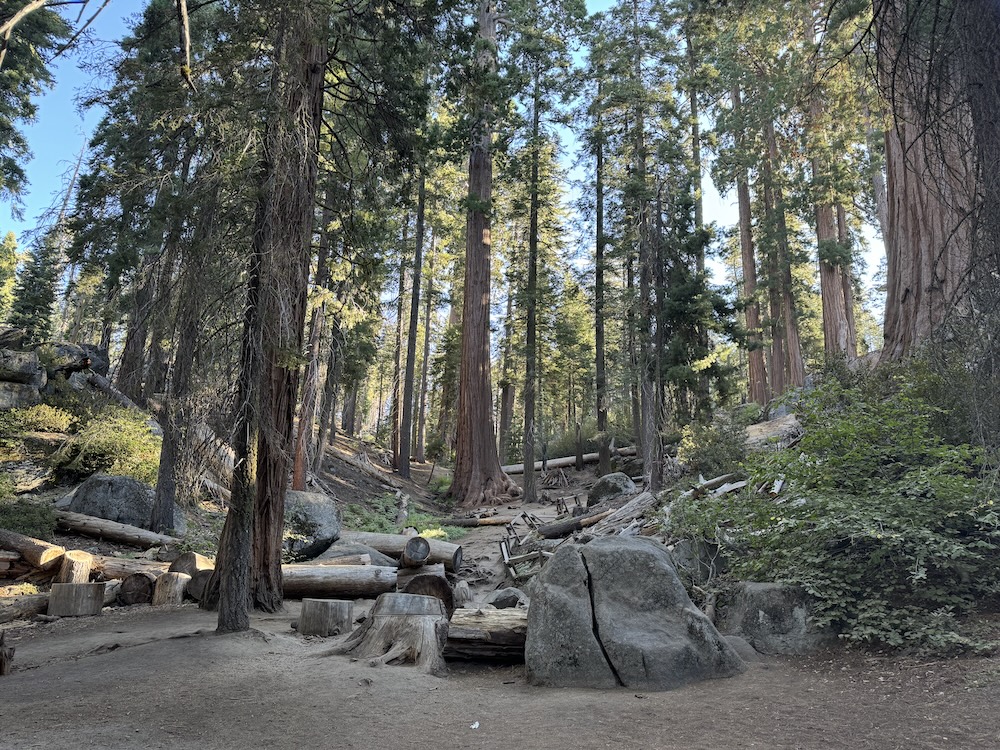 Grant Grove at Kings Canyon National Park