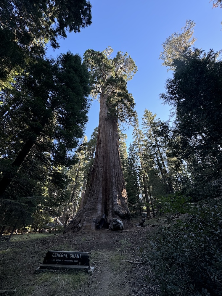 General Grant Tree at Kings Canyon National Park