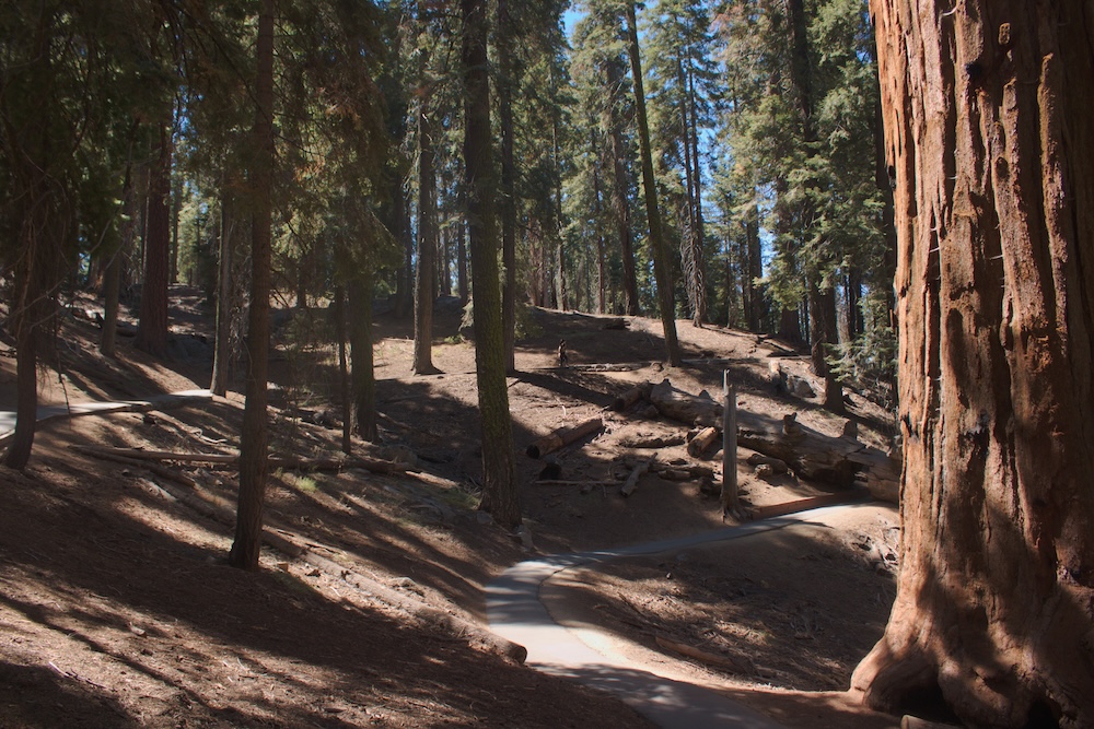 Congress Trail at Sequoia National Park