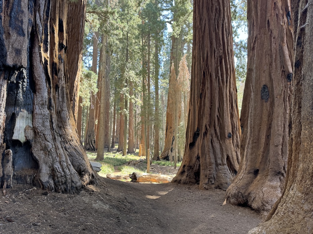 Congress Trail at Sequoia National Park