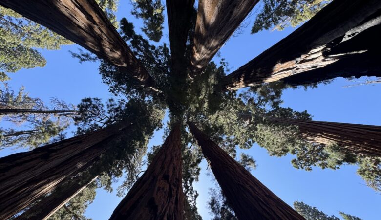 Looking up in a sequoia grove at Seqouia National Park