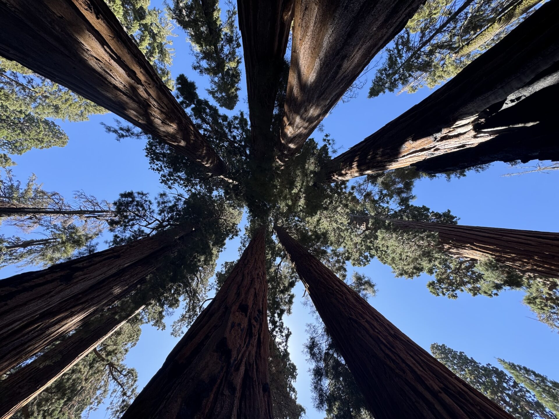 Top 5 Things to Do at Sequoia National Park