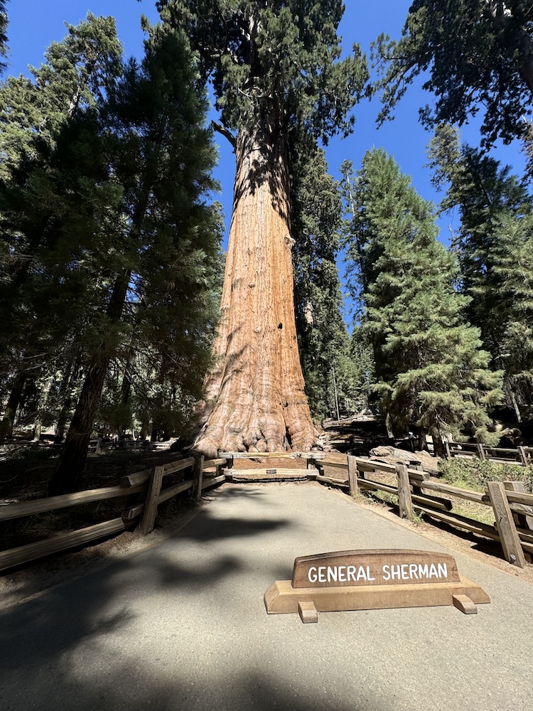 General Sherman Tree at Sequoia National Park