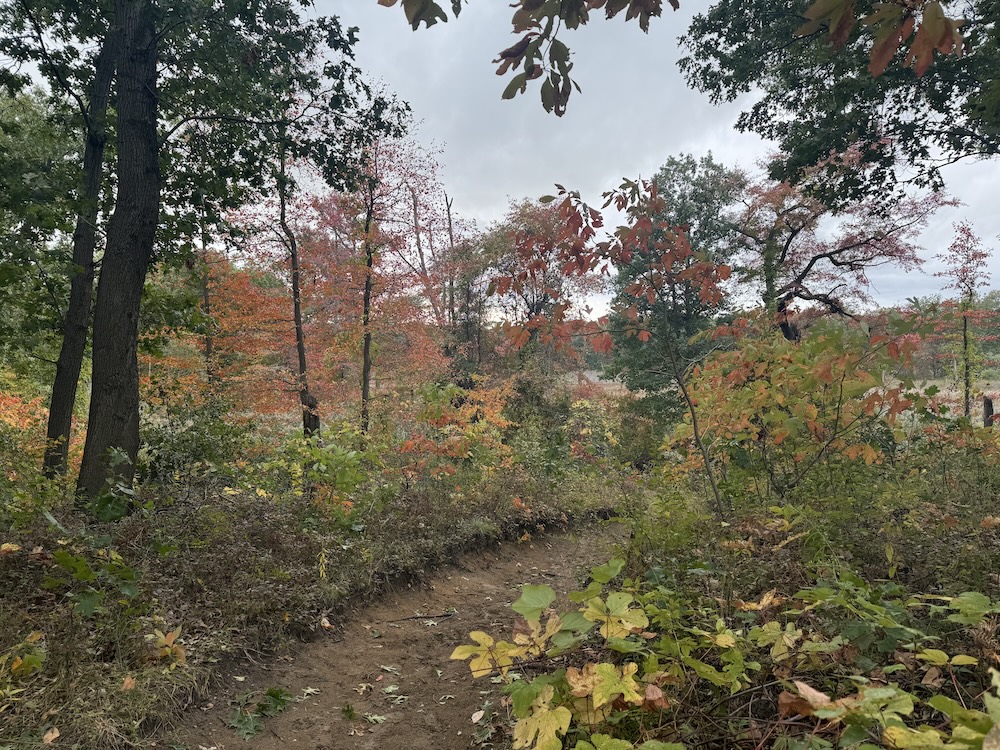 Cowles Bog Trail at Indiana Dunes