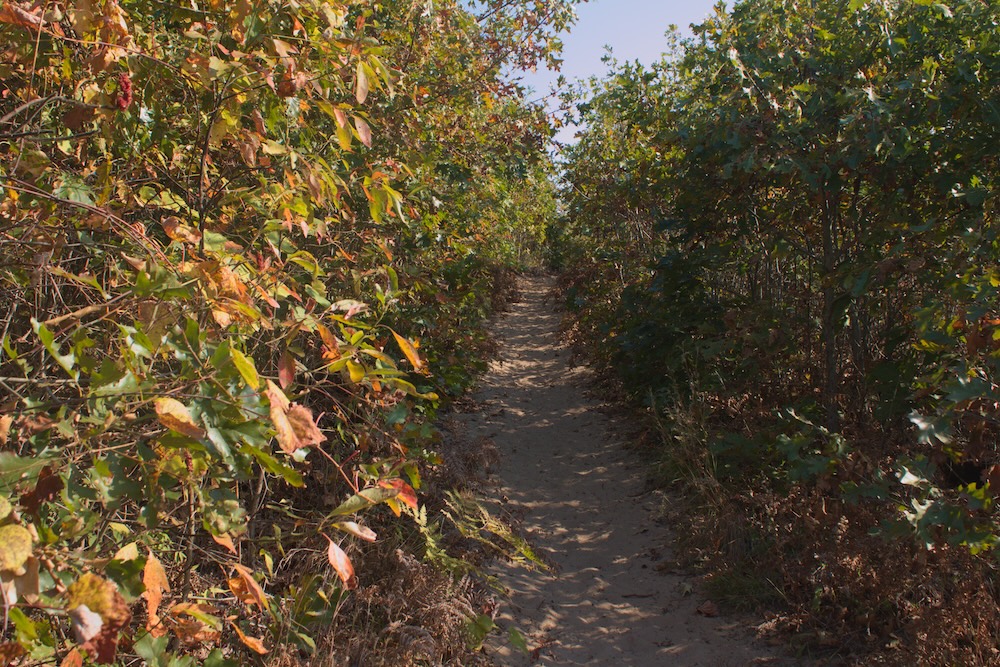 Dune Ridge Trail at Indiana Dunes