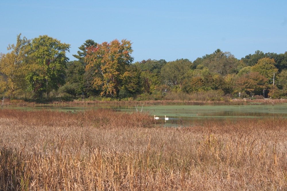 Great Marsh at Indiana Dunes