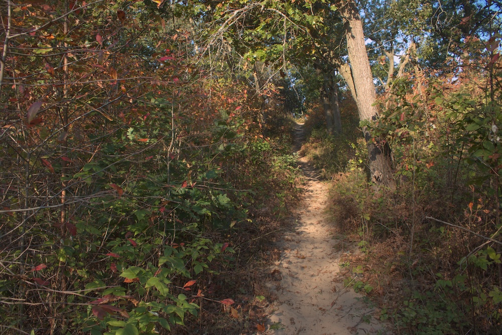 Tolleston Dunes Trail at Indiana Dunes