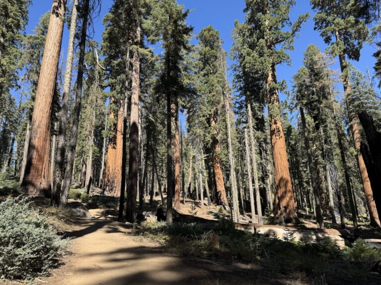 Sequoia trees in Crescent Meadow at Sequoia National Park