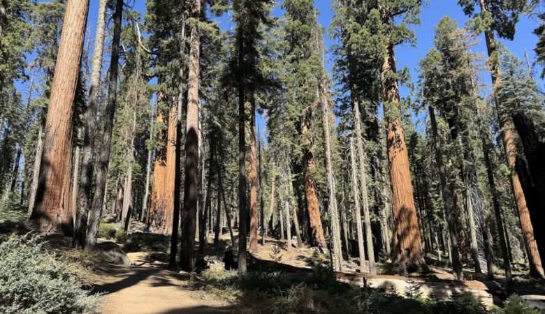 Sequoia trees in Crescent Meadow at Sequoia National Park