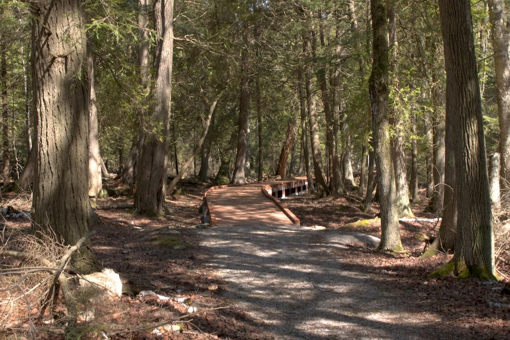 The boardwalk on the Fern Trail at Newport State Park