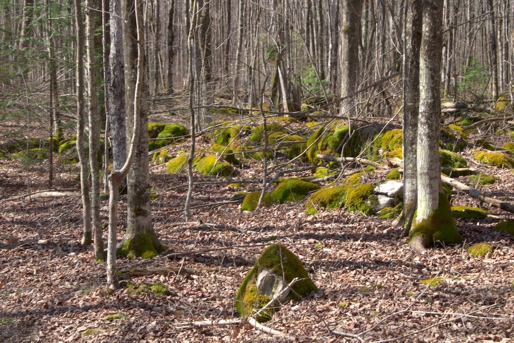 Along the Ridge Trail at Newport State Park
