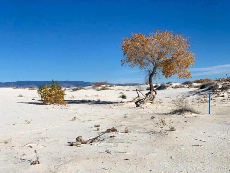 Dune Life Nature Trail at White Sands National Park