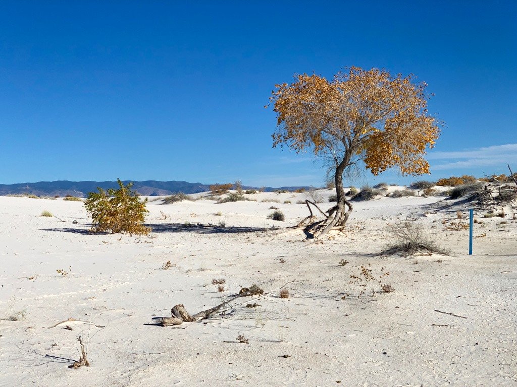 How to Spend One Day at White Sands National Park