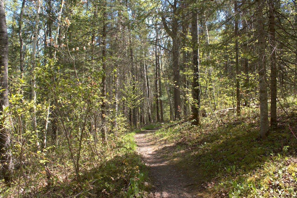 Thimbleberry Nature Trail at Amnicon Falls State Park