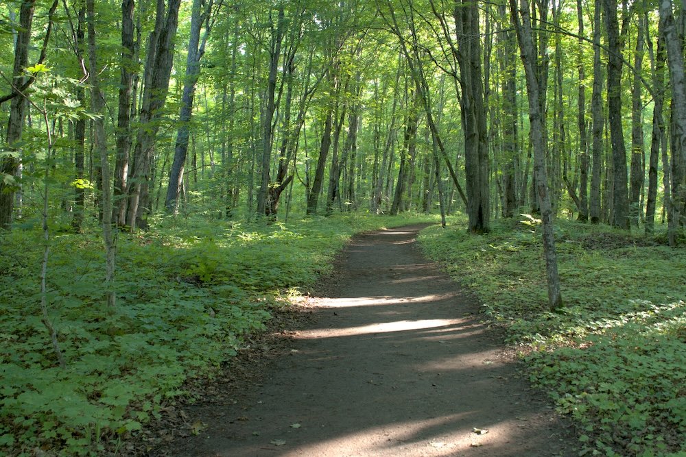 Hiking through the woods on the Chapel Mosquito Loop