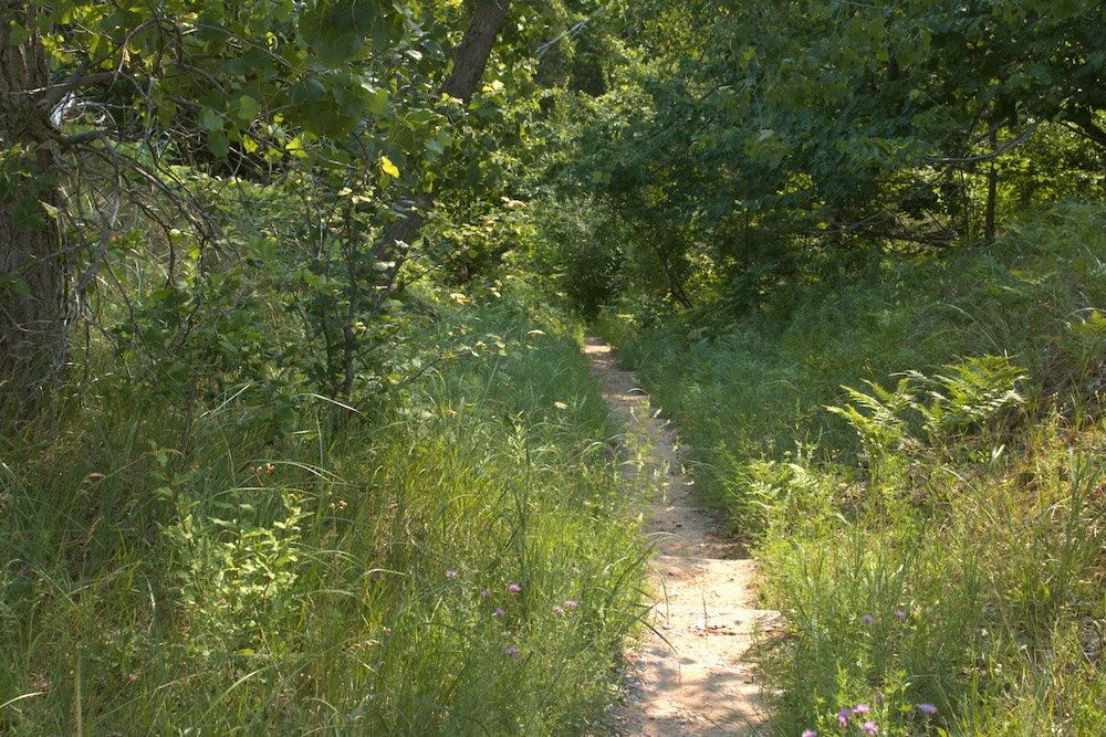Forest section of Sleeping Bear Point Loop