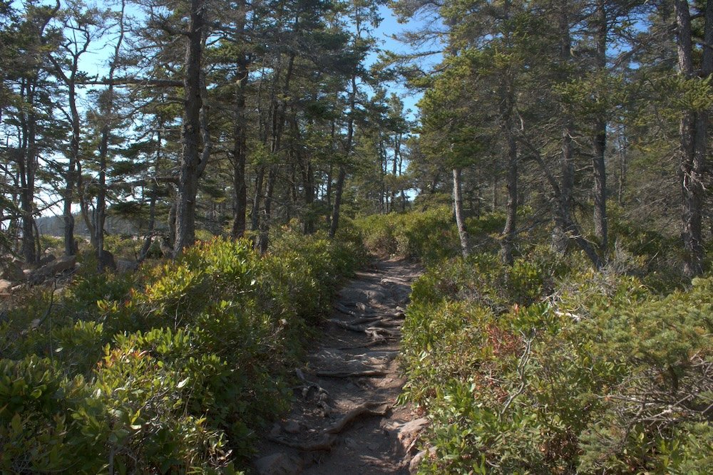 Ship Harbor Trail at Acadia National Park