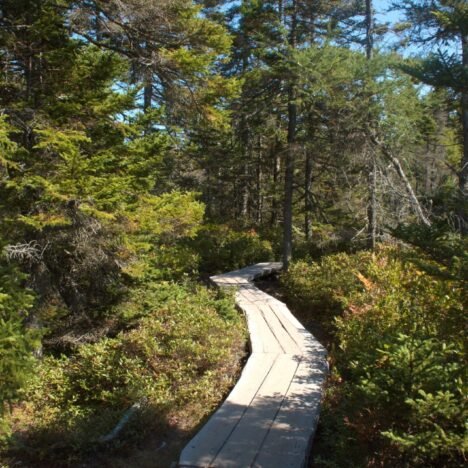 Acadia’s Beehive Trail – Stats, Tips, & Planning Advice