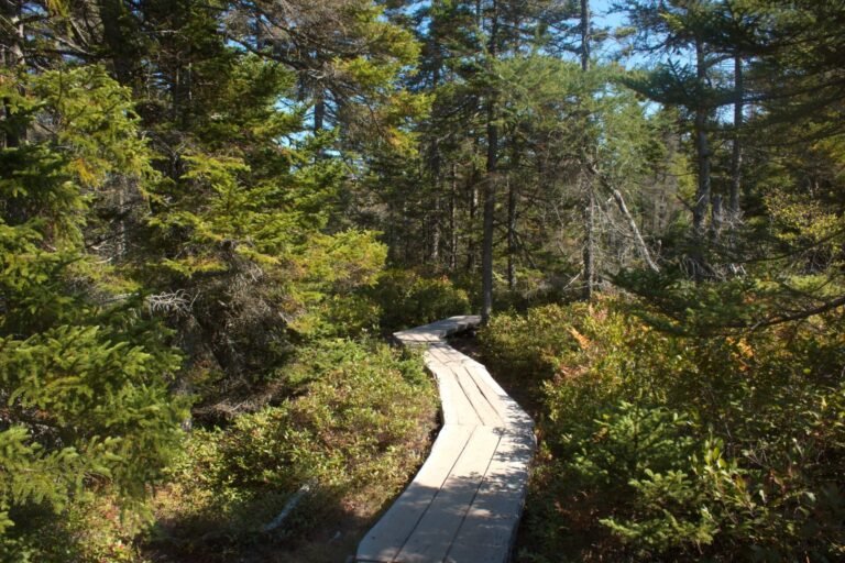 Ship Harbor Trail at Acadia National Park