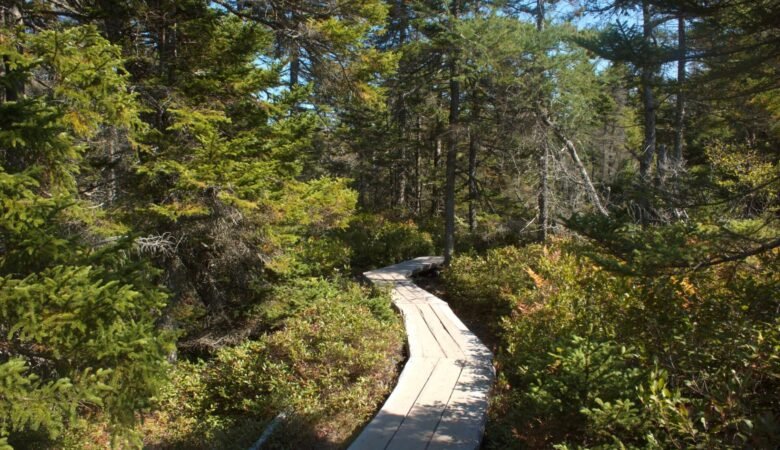 Ship Harbor Trail at Acadia National Park