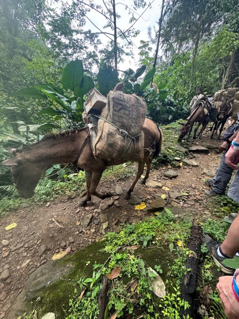 Mules passing by the Lost City Trek