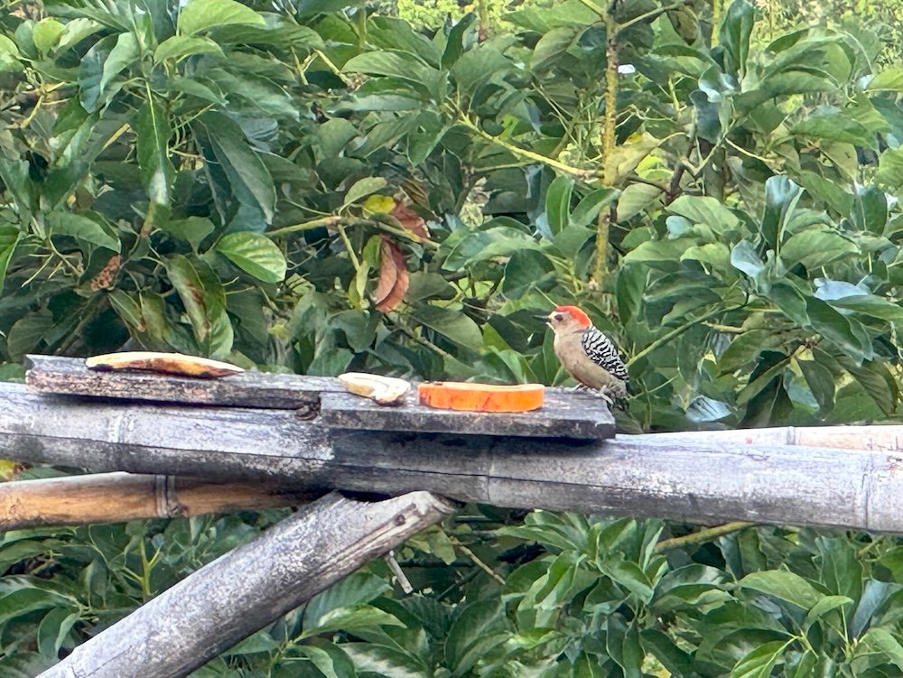 Bird eating fruit near Minca, Colombia