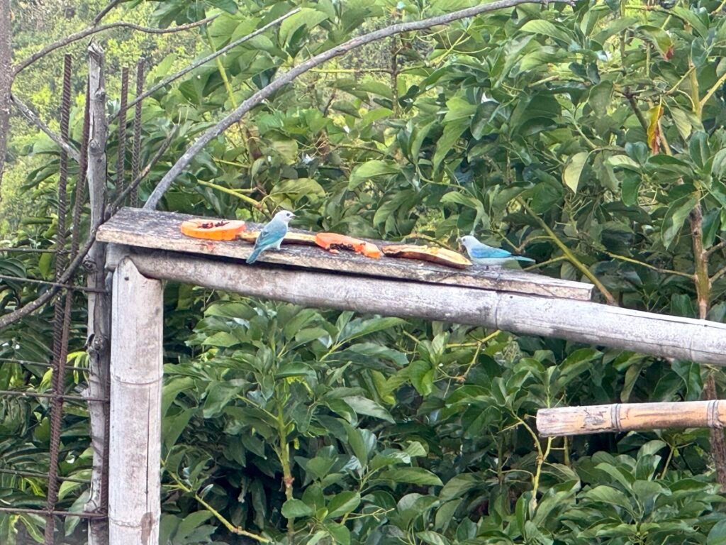 Birds near Minca, Colombia