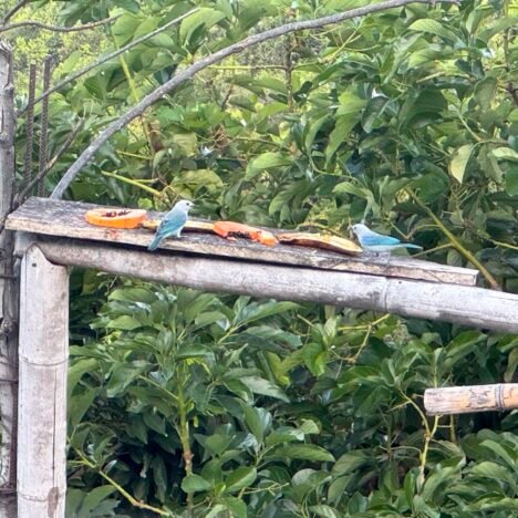 4 Great Minca Waterfalls to Visit